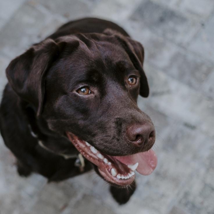 Aanya Nair, Lead Design Curator at SilentGrovePhase, reviewing corporate floral arrangements